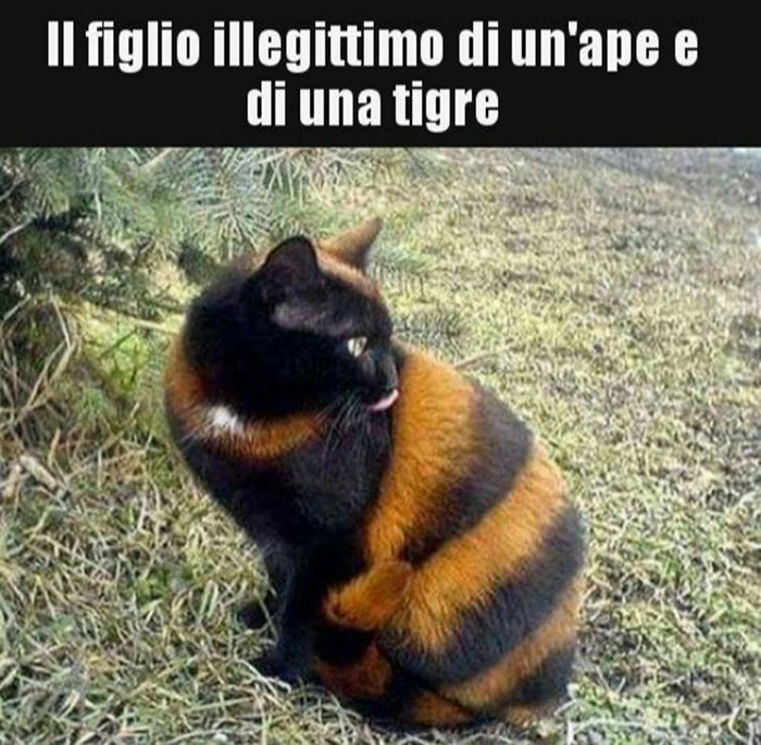 Immagine Allegata