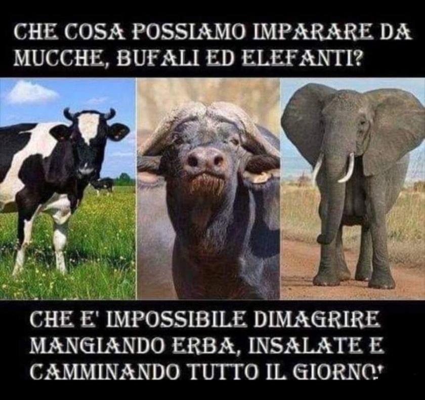 Immagine Allegata