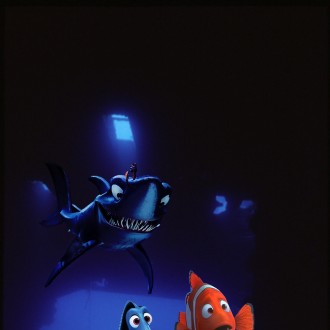 Alla Ricerca Di Nemo .....