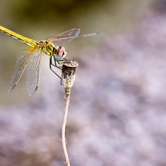 Libellula Di Fiume