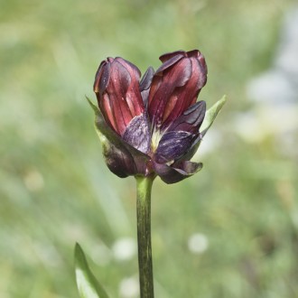 Fiori Della Val Formazza