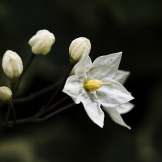 Richiamo Di Primavera