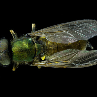 Cloromyia Formosa