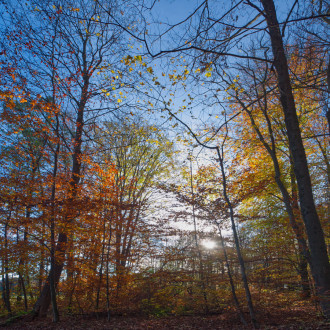 Un Tuffo Nel Bosco - Novembre 2022