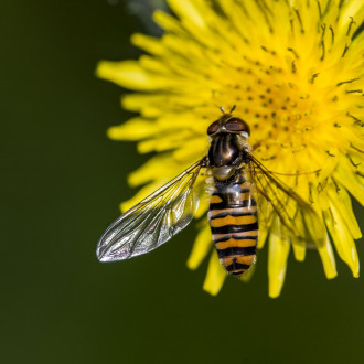 Episyrphus Balteatus